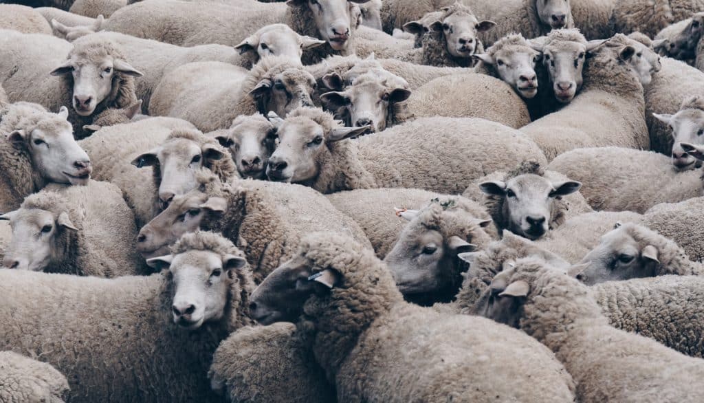 a group of sheep in a herd