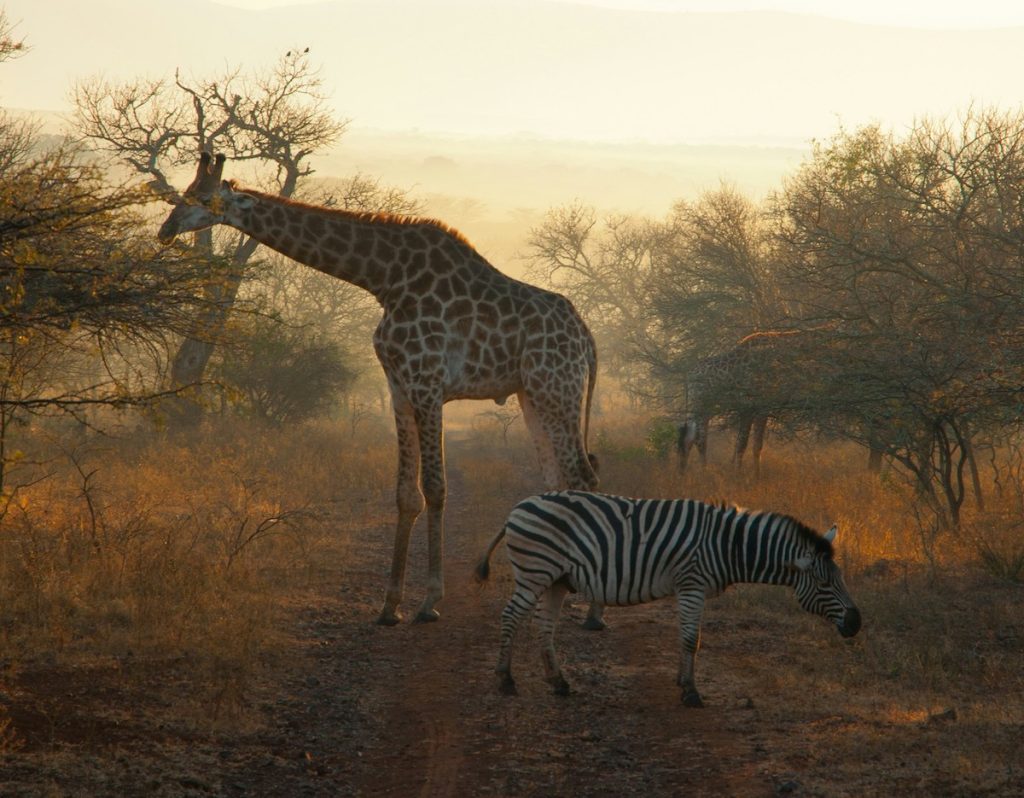 a giraffe and zebra in a field